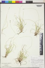 Carex disperma image