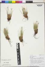Carex elynoides image