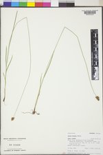 Carex hoodii image