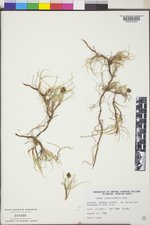 Carex incurviformis image