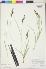 Carex nebrascensis image