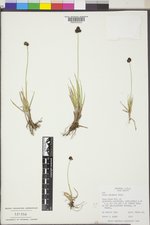 Carex nelsonii image