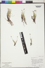 Carex obtusata image