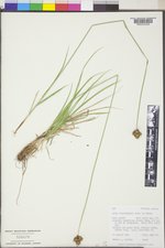 Carex pachystachya image