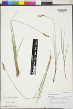 Carex petasata image