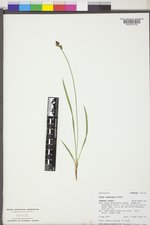 Carex raynoldsii image