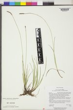 Carex scirpoidea var. scirpiformis image