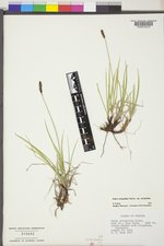 Carex scirpoidea var. scirpoidea image