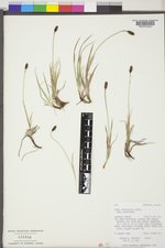 Carex scirpoidea var. scirpoidea image