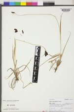 Carex spectabilis image