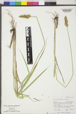 Carex stipata var. stipata image