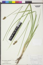 Carex stipata var. stipata image