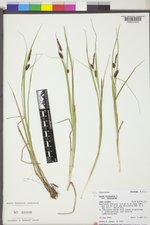 Carex vesicaria image