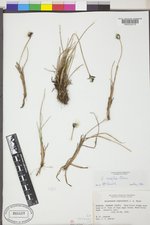 Eriophorum callitrix image