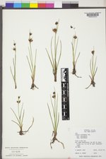 Juncus castaneus image