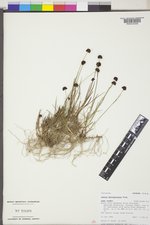 Juncus mertensianus image