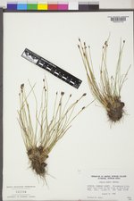 Juncus parryi image