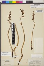 Corallorhiza striata var. striata image