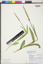 Platanthera dilatata image