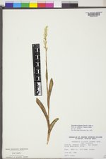 Platanthera dilatata image