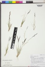 Agrostis variabilis image
