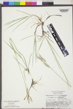 Bromus pumpellianus image