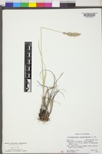 Calamagrostis purpurascens image