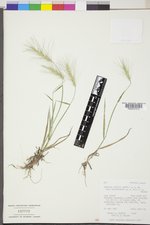 Elymus elymoides var. elymoides image