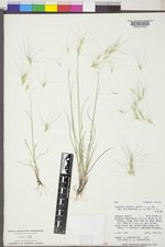 Elymus elymoides var. elymoides image