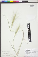 Elymus elymoides var. elymoides image