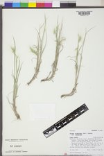 Elymus elymoides var. elymoides image