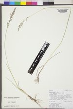 Poa arctica subsp. grayana image