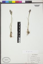 Poa cusickii var. epilis image