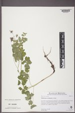 Thalictrum occidentale image