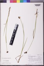 Juncus ensifolius var. montanus image