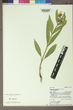 Helianthus nuttallii subsp. nuttallii image