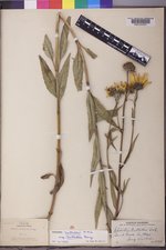 Helianthus nuttallii subsp. nuttallii image