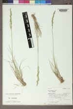 Poa secunda subsp. secunda image