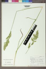 Poa secunda subsp. juncifolia image