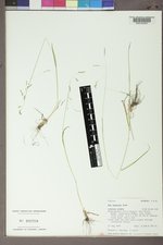 Poa nemoralis subsp. interior image