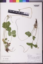 Fragaria vesca image