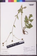 Geum macrophyllum image