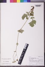 Geum macrophyllum var. perincisum image