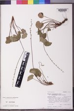 Mitella stauropetala var. stenopetala image