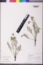 Crepis modocensis var. modocensis image