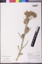 Cirsium inamoenum var. davisii image