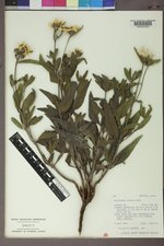Helianthus pumilus image