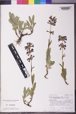 Penstemon attenuatus var. pseudoprocerus image