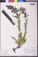 Penstemon subglaber image