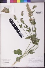 Agastache urticifolia image